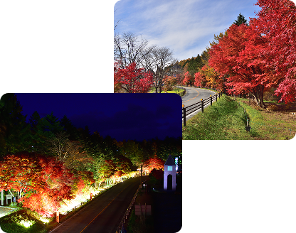 道の駅・草津運動茶屋公園紅葉ライトアップ