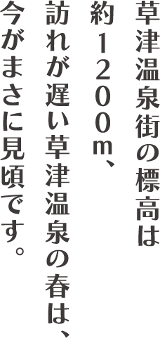 草津温泉の標高は約1200m。訪れが遅い草津温泉の春は、今がまさに見頃です。